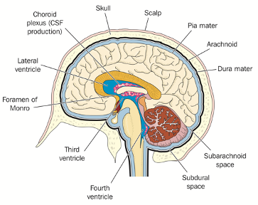 OSTEOPATHY AND THE CEREBROSPINAL FLUID