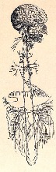 Osteopathy: vagus nerve