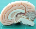Rhythmic brain activity key to temporarily maintaining memories, research shows