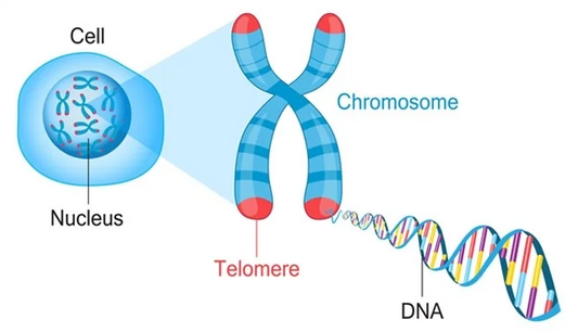 Telomeres