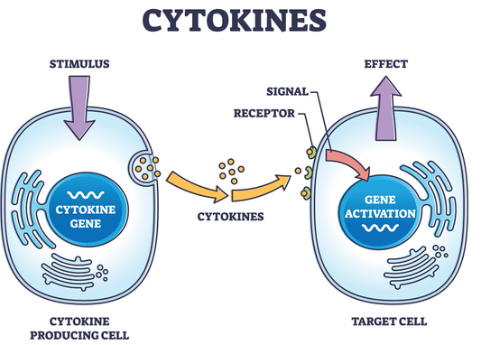 Osteopathy: cytokines