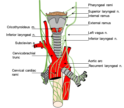 Understanding The Autonomic Nervous System And Its Scientific Osteopathic Approach