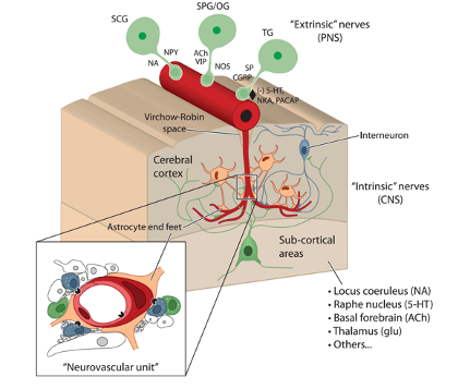 OSTEOPATHY: THE NEUROVASCULAR UNIT