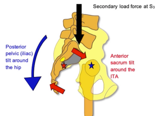 Sagittal Stability of the Pelvis Osteopathybooks