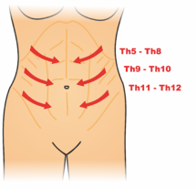 Osteopathy: The abdominal reflex (superficial reflex)