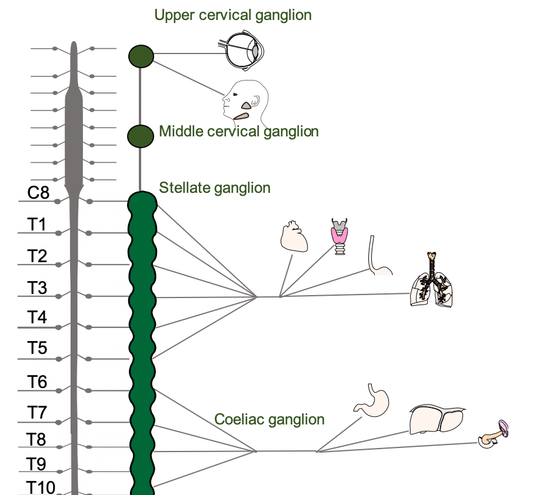 Neuromodulation of the Immune System via the Splenic Nerve Osteopathybooks