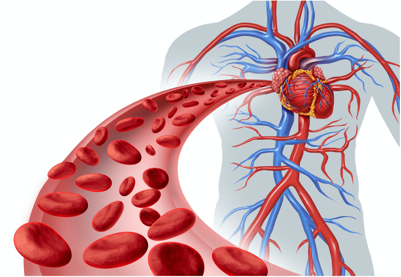 The Scientific Osteopathic Approach To Vascularization And Oxygen Supply In Patients Course