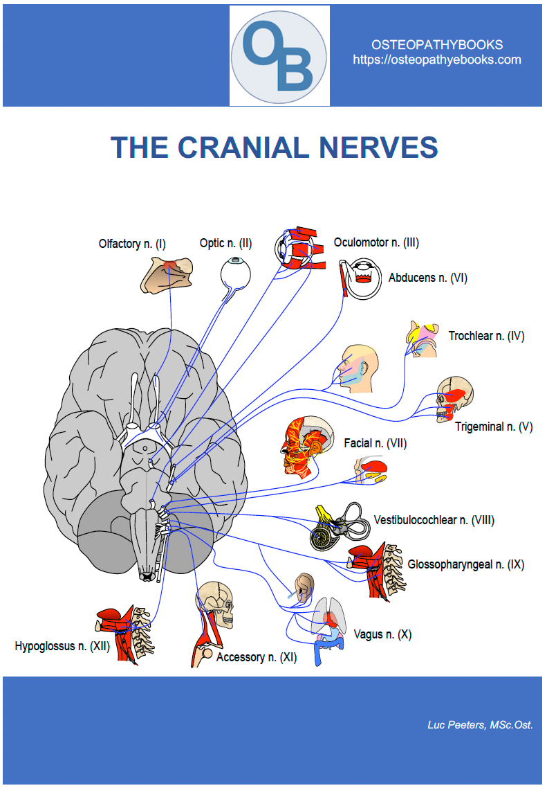 osteopathy cranial nerves