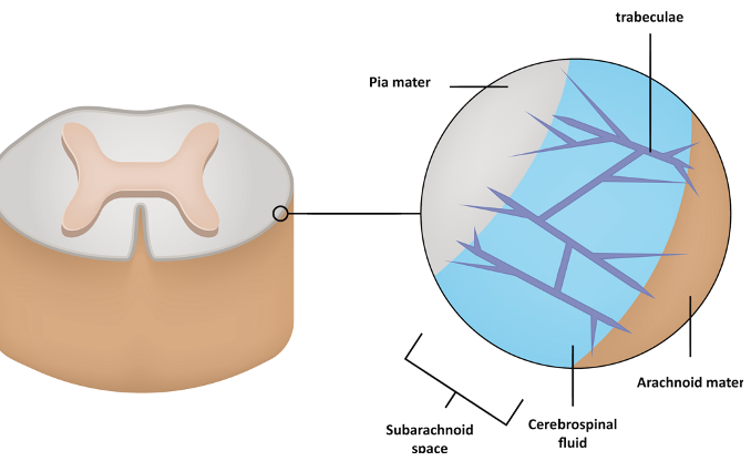 Cerebrospinal Fluid Movement (CSF) Osteopathybooks