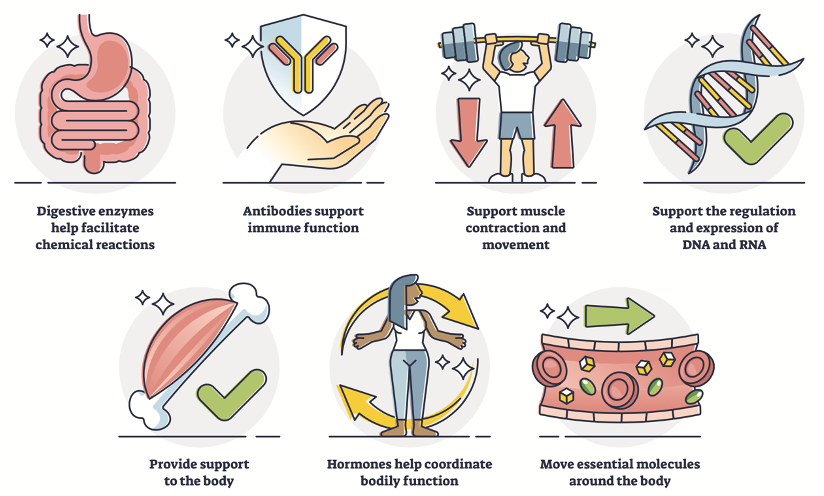 The role of protein in the body and nutrition Osteopathybooks