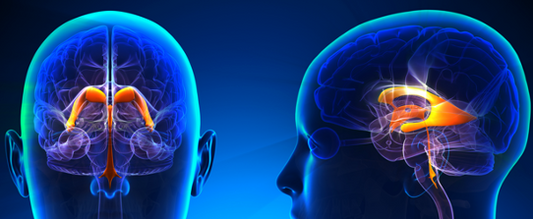 Osteopathy: functions of the cerebrospinal fluid CSF