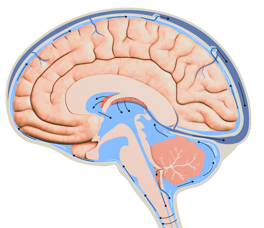 Cerebrospinal fluid resembles plasma