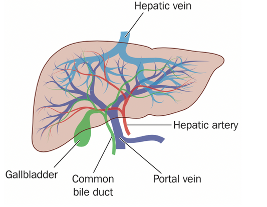 Osteopathy:Sympathetic nerve fibers to the liver derive from T7–T10