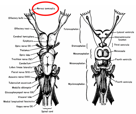 Cranial nerve XIII Osteopathybooks