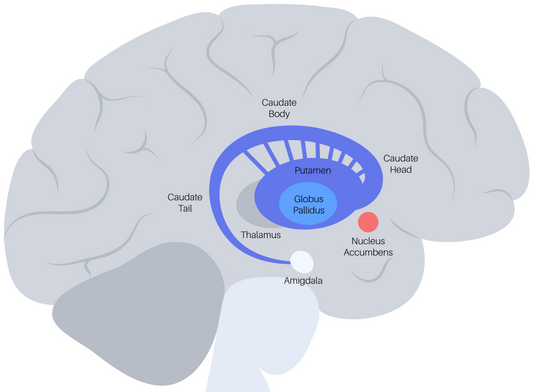Basal Ganglia Osteopathybooks