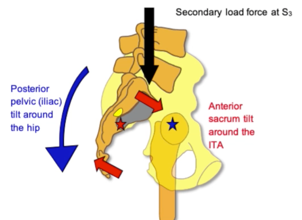Sagittal Stability of the Pelvis Osteopathybooks