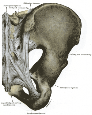 Pain in the Long Dorsal Sacroiliac Ligament Osteopathybooks