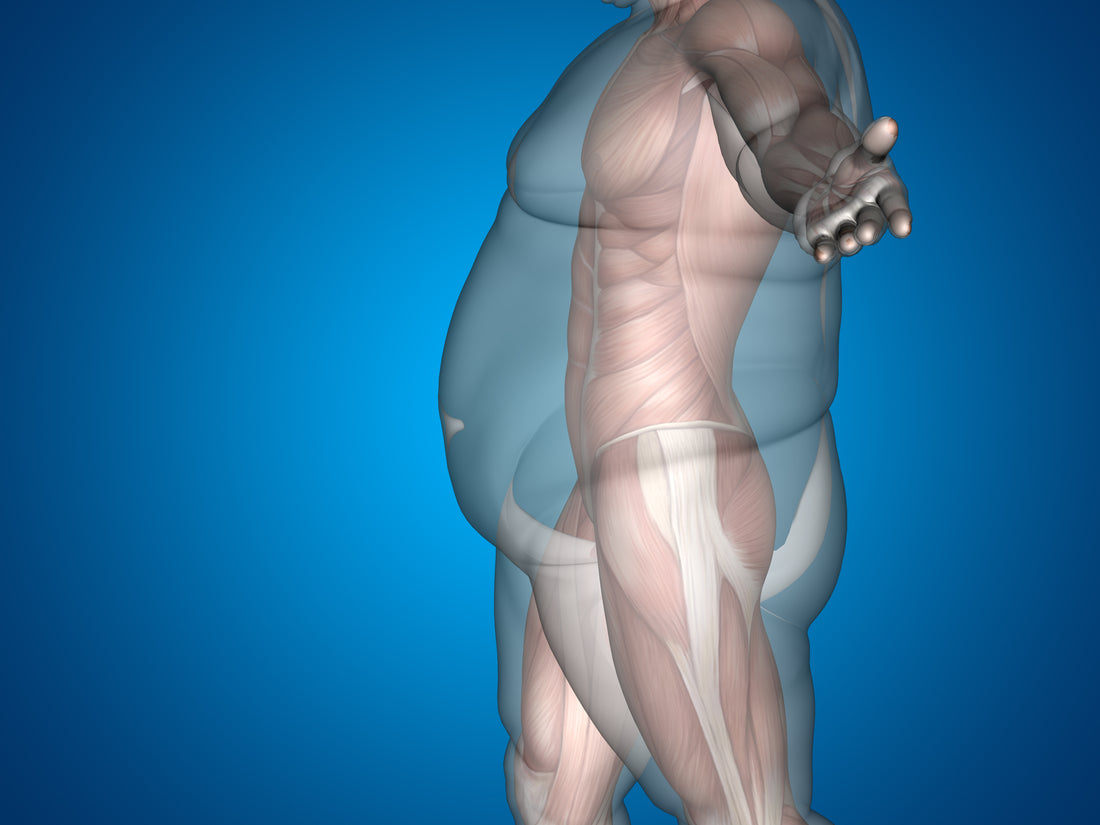 Vagus nerve and obesity
