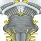 Cranial Nerves Disorders And The Scientific Osteopathic Approach Course 
