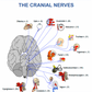 osteopathy cranial nerves