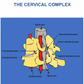 osteopathy poster cervical complex