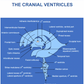 osteopathy poster cranial ventricles