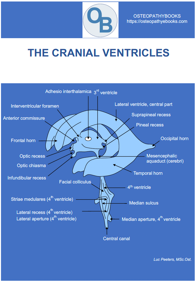 osteopathy poster cranial ventricles