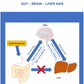 osteopathy poster gut brain liver axis