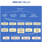 osteopathy poster immune cells