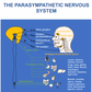 osteopathy poster parasympathetic nervous system