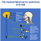 osteopathy poster parasympathetic system