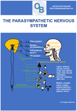 osteopathy poster parasympathetic system 2