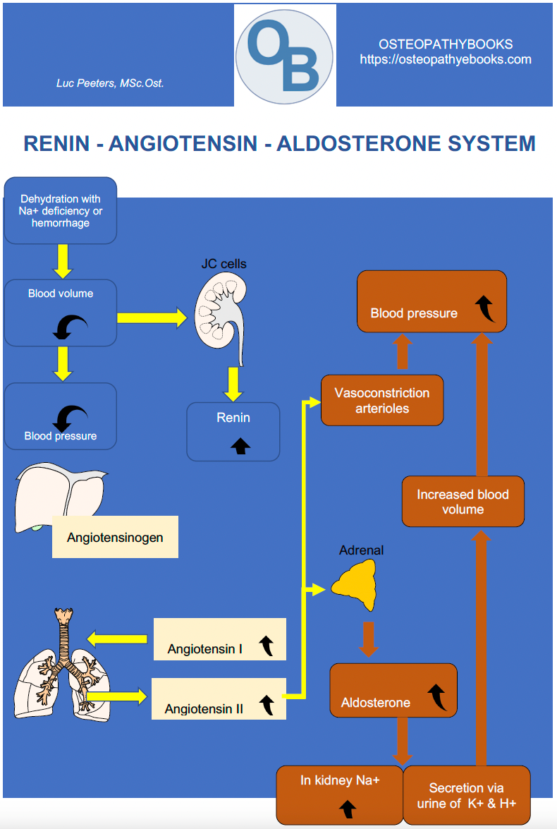 osteopathy poster renin angiotensin aldosterone system