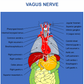 osteopathy  poster vagus nerve