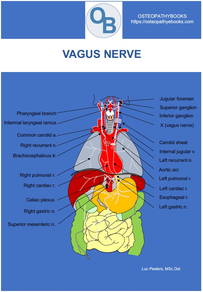 osteopathy  poster vagus nerve