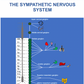 osteopathy posters sympathetic nervous system